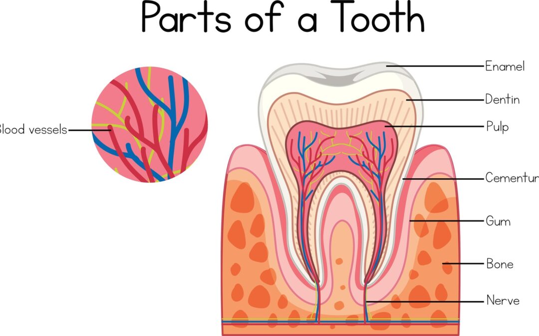 Signs That You Need Root Canal Therapy